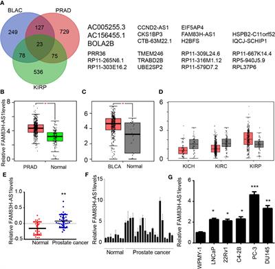 A Novel Androgen-Induced lncRNA FAM83H-AS1 Promotes Prostate Cancer Progression via the miR-15a/CCNE2 Axis